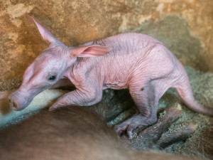 VIDEO: V pražské zoo se narodilo mládě hrabáče. Jeho pohlaví zjistí ze srsti