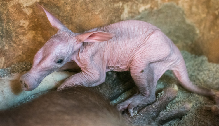 Bude to sameček nebo samička?