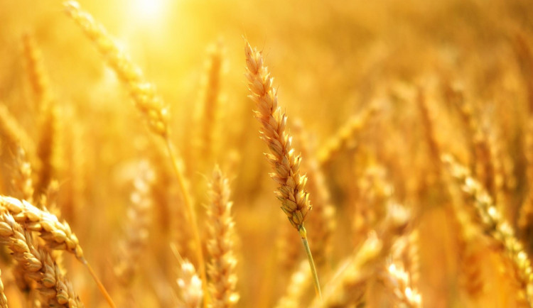 Více dotací za méně pesticidů. Pěstitelé zeleniny a ovoce budou mít od příštího roku nová pravidla