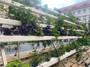 Hydroponie je ideální způsob, jak dostat zeleň do města