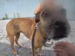 VIDEO: Majitel nechal psa v rozpáleném autě. Strážníci rozbili okýnko, pes čeká v útulku