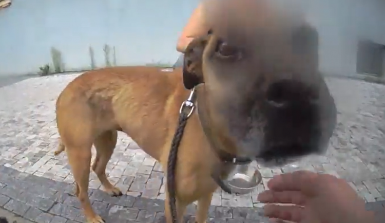 VIDEO: Majitel nechal psa v rozpáleném autě. Strážníci rozbili okýnko, pes čeká v útulku