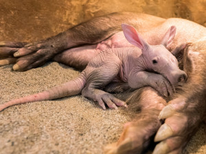 Návštěvníci pražské zoo už mohou vidět malého hrabáče