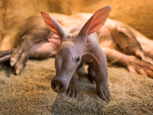 Návštěvníci pražské zoo už mohou vidět malého hrabáče