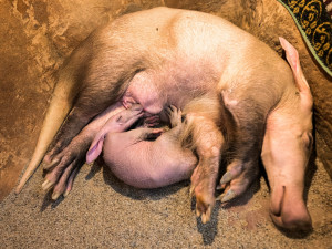 Návštěvníci pražské zoo už mohou vidět malého hrabáče