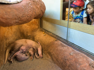 Návštěvníci pražské zoo už mohou vidět malého hrabáče