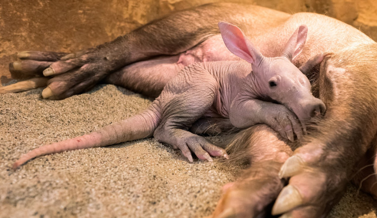 Malý hrabáč stále nemá jméno.