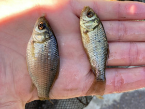 Lidé pomáhají s hledáním karase obecného, vytlačují ho invazivní druhy