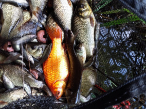 Lidé pomáhají s hledáním karase obecného, vytlačují ho invazivní druhy