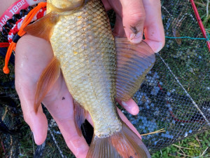 Lidé pomáhají s hledáním karase obecného, vytlačují ho invazivní druhy