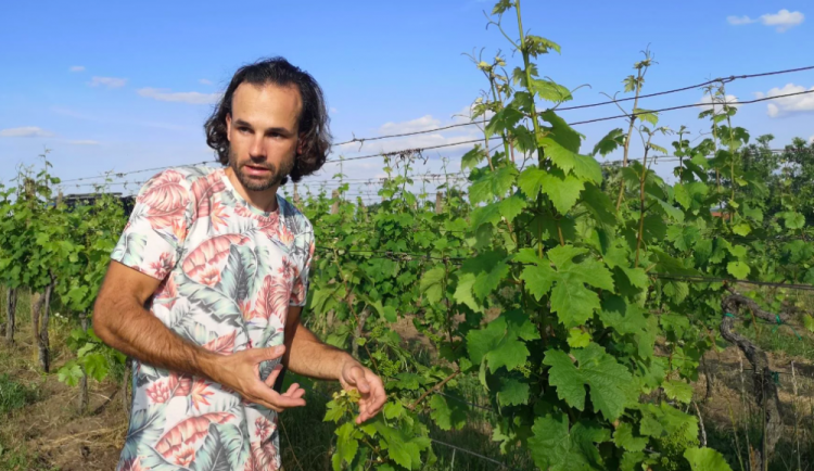 Víno jde i bez pesticidů. Když stříkají, tak sírou, přesličkou nebo kypřicím práškem