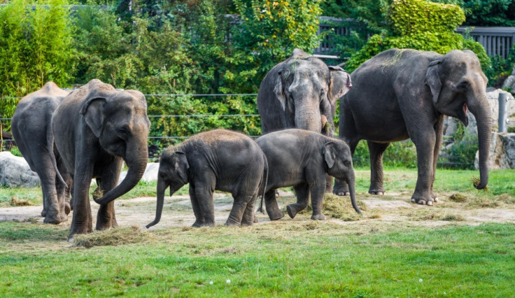 I sloni mají své dny. Ti z pražské zoo jej dnes oslaví programem pro návštěvníky