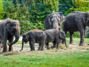 I sloni mají své dny. Ti z pražské zoo jej dnes oslaví programem pro návštěvníky