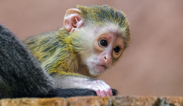 Zoo Praha hlásí nový přírůstek. Na malého kočkodana se návštěvníci mohou těšit na konci září