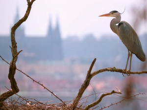 Jak se točí mufloni v nemocnici? Předstírali jsme nezájem, říká režisér Planety Praha