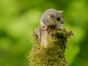 Jak se točí mufloni v nemocnici? Předstírali jsme nezájem, říká režisér Planety Praha