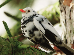 Jak se točí mufloni v nemocnici? Předstírali jsme nezájem, říká režisér Planety Praha