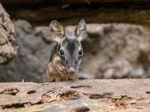 V pražské zoo se narodil klokánek krysí. Jde o světový úspěch