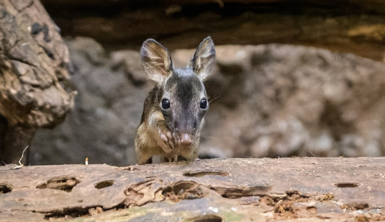 V pražské zoo se narodil klokánek krysí. Jde o světový úspěch