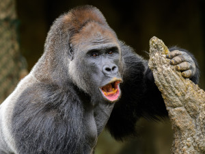 VIDEO: Pražská zoo přivítala nového gorilího samce Kisumu