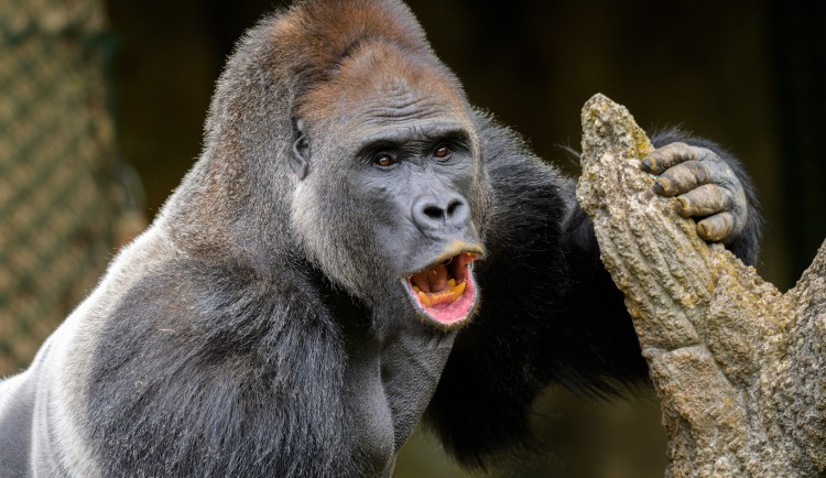 Kisumu ještě v rakouské zoo.