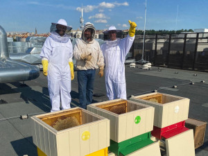 Střecha hotelu v centru Prahy se stala domovem pro devadesát tisíc včel