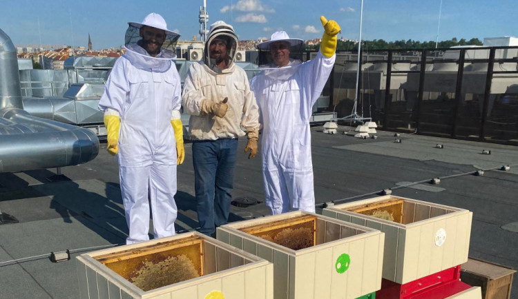 Střecha hotelu v centru Prahy se stala domovem pro devadesát tisíc včel