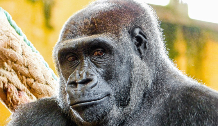 V pražské zoo už je gorila Duni, dcera Moji. Přivezli ji vojenským letounem