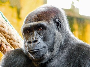 V pražské zoo už je gorila Duni, dcera Moji. Přivezli ji vojenským letounem