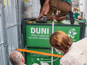 V pražské zoo už je Mojina dcera Duni. Přiletěla vojenským letounem