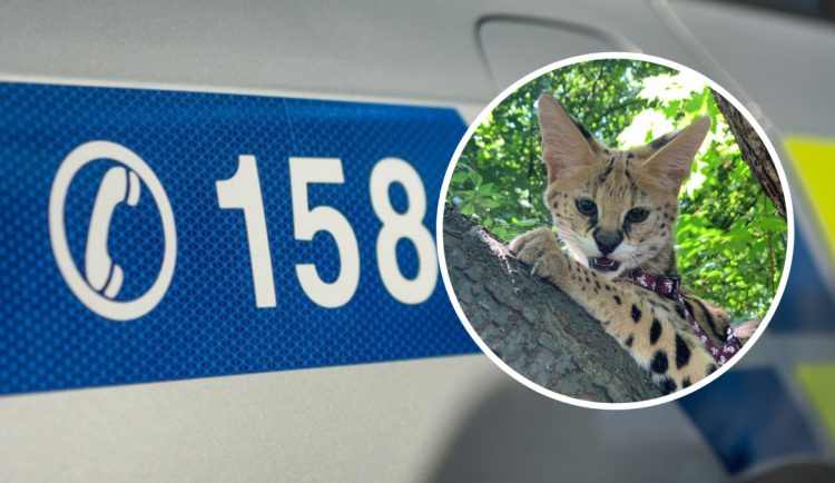 Kotě uteklo chovateli v |Praze 4.