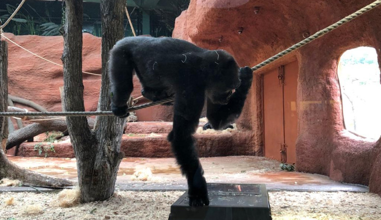 Nový pavilon goril v pražské zoo provede návštěvníky kamerunskou džunglí