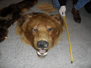 Muž prodával kůži medvěda i lebku tygra. Hrozí mu vězení