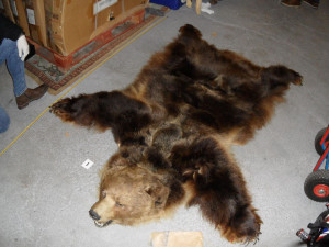 Muž prodával kůži medvěda i lebku tygra. Hrozí mu vězení