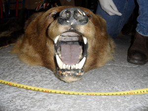 Muž prodával kůži medvěda i lebku tygra. Hrozí mu vězení