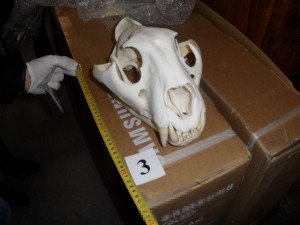 Muž prodával kůži medvěda i lebku tygra. Hrozí mu vězení