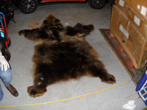 Muž prodával kůži medvěda i lebku tygra. Hrozí mu vězení