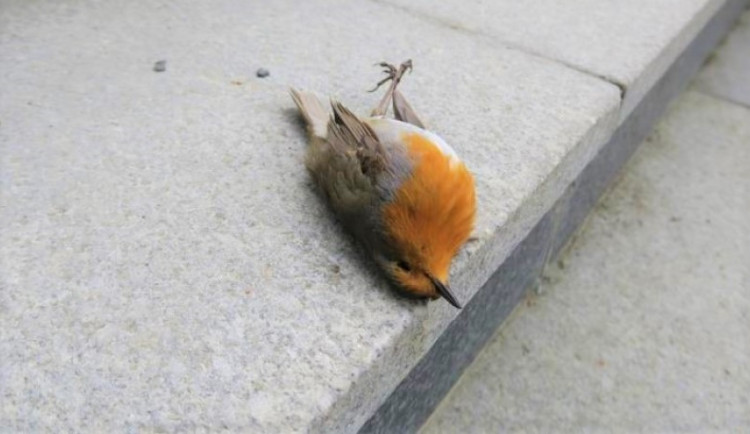 Jednou z častých obětí skleněných ploch je červenka obecná.