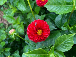 Česká květina vydrží víc, říká Jiřina, která v Praze pěstuje jiřiny