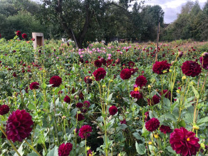Česká květina vydrží víc, říká Jiřina, která v Praze pěstuje jiřiny