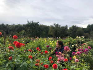 Česká květina vydrží víc, říká Jiřina, která v Praze pěstuje jiřiny