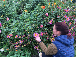 Česká květina vydrží víc, říká Jiřina, která v Praze pěstuje jiřiny