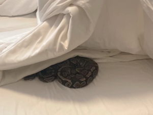 VIDEO: Hadi v posteli a ve skříni. Žena nechala v hotelu uklízečce překvapení