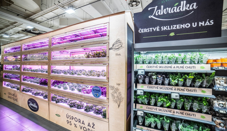 Albert má v obchodě na Chodově hydroponickou zahrádku