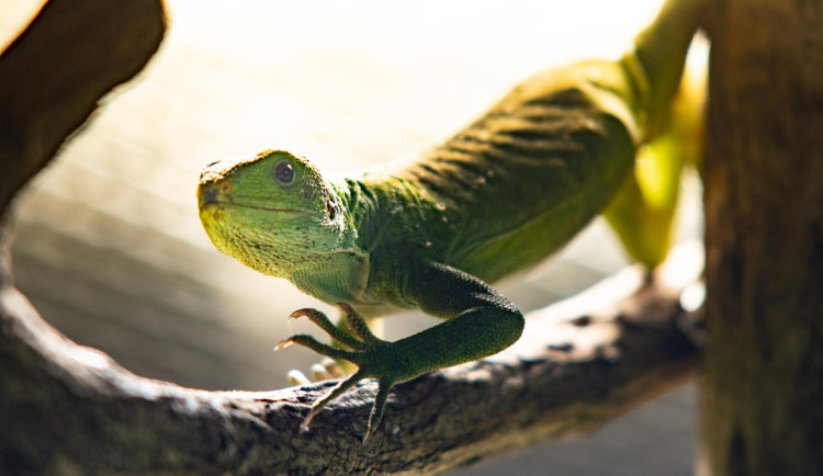 V liberecké zoo nově chovají ohrožené leguány fidžijské. Najdeme je v pavilonu tropů