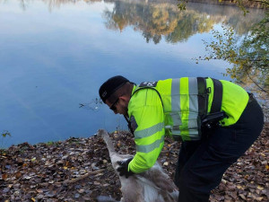 Labuť zabloudila do parku, kde na ni útočili psi. Zachránila ji kolemjdoucí