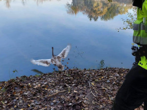 Labuť zabloudila do parku, kde na ni útočili psi. Zachránila ji kolemjdoucí