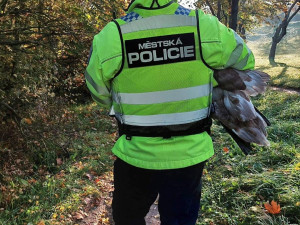 Labuť zabloudila do parku, kde na ni útočili psi. Zachránila ji kolemjdoucí