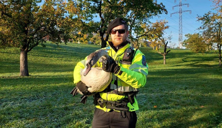 Labuť zabloudila do parku, kde na ni útočili psi. Zachránila ji kolemjdoucí