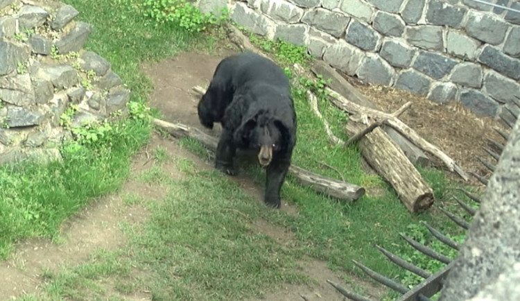 Medvěd Jirka na zámku Konopiště.